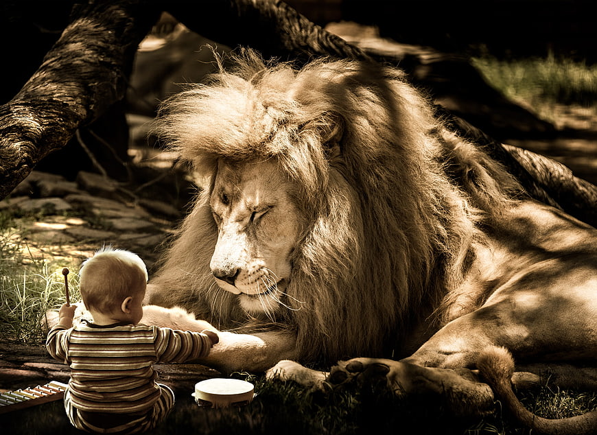Baby Playing Xylophone Near Sleeping Lion