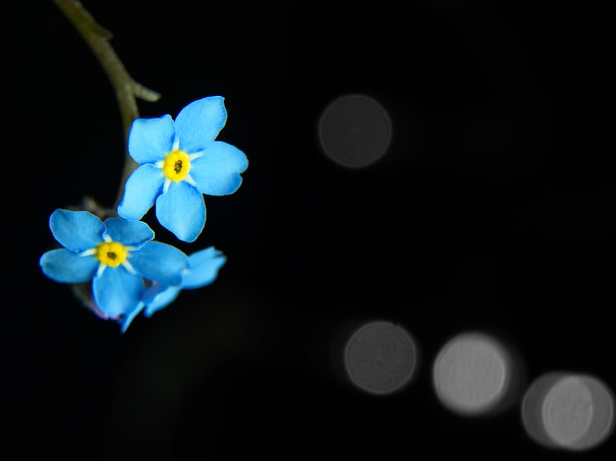 Blue Forget-Me-Not Flowers on Black Background with Bokeh