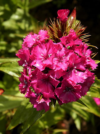 Vibrant Pink Phlox Flower Cluster in Garden