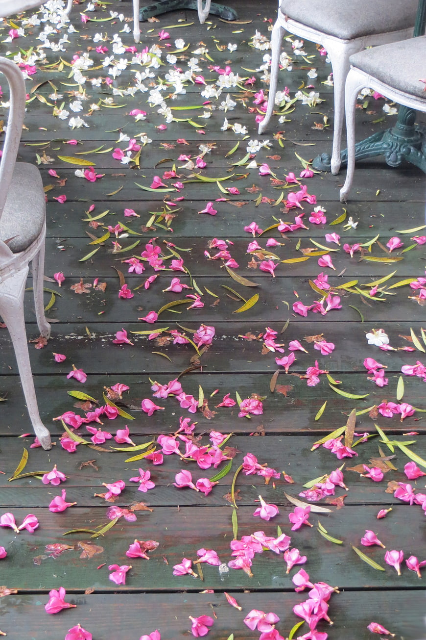 Scattered pink oleander blossoms on dark wooden deck