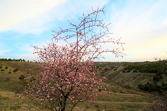 Blooming almond tree in spring landscape with rolling hills