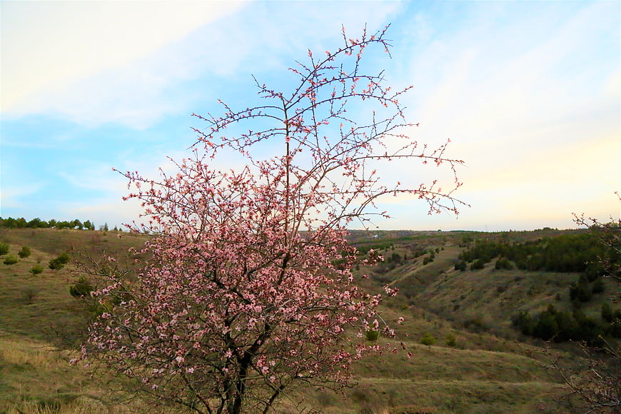 Blooming almond tree in spring landscape with rolling hills