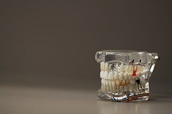 Transparent Dental Model with Teeth and Nerves