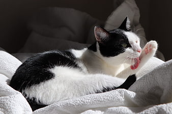 Black and white cat grooming paw on white blanket