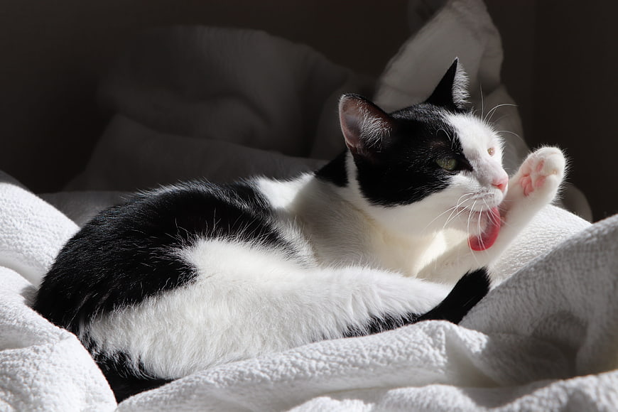 Black and white cat grooming paw on white blanket