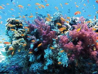 Vibrant Coral Reef With School Of Orange Fish Underwater