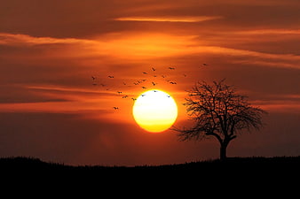 Silhouette of bare tree and birds against vibrant orange sunset