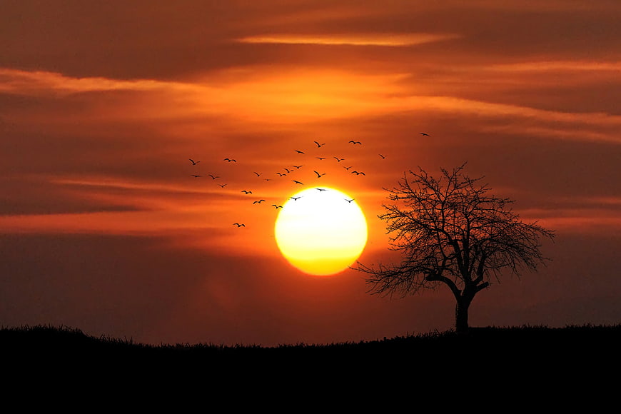 Silhouette of bare tree and birds against vibrant orange sunset