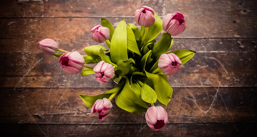 Top View Pink Tulips on Rustic Wooden Background