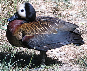 White-faced whistling duck standing on dry grass