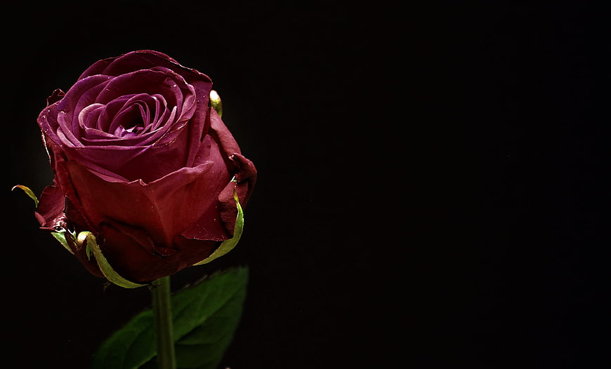 Dark Red Rose on Black Background with Copyspace