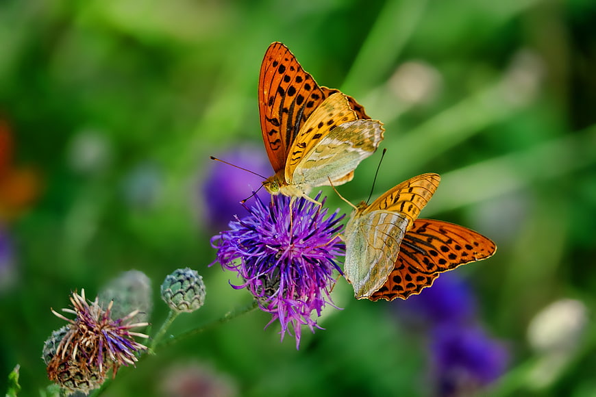 Two orange fritillary butterflies on a purple thistle flower