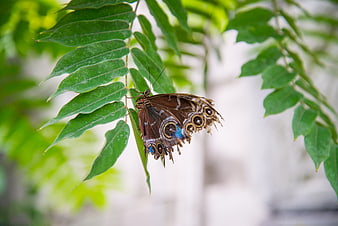 Brown butterfly with blue spots resting on green leaf