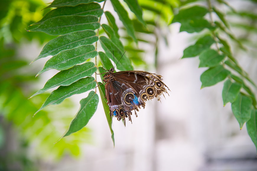 Brown butterfly with blue spots resting on green leaf