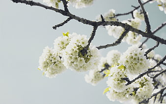 White cherry blossoms on branches against a pale sky