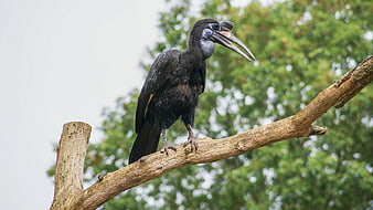 Black Hornbill Perched on Tree Branch in Forest