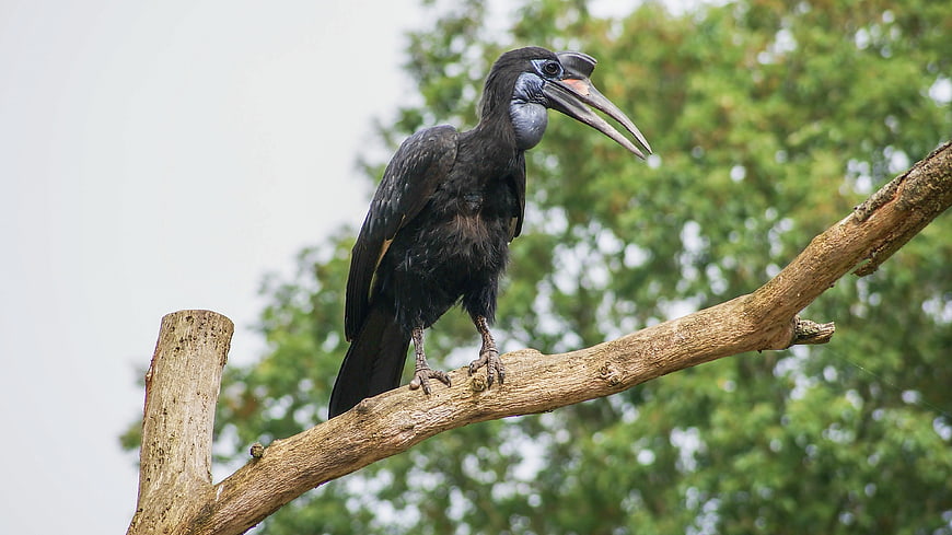 Black Hornbill Perched on Tree Branch in Forest