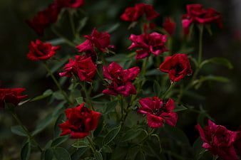 Dark red roses in a garden with moody lighting
