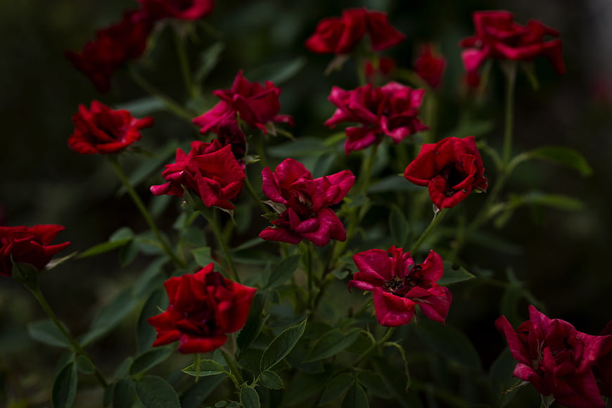 Dark red roses in a garden with moody lighting