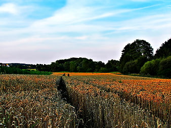 Golden Wheat Field with Blue Sky and Trees