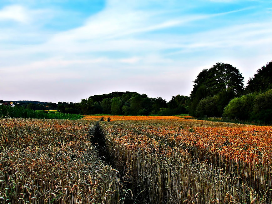 Golden Wheat Field with Blue Sky and Trees