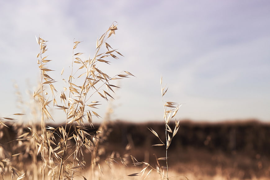 Golden oat stalks swaying in a blurred field against a soft sky