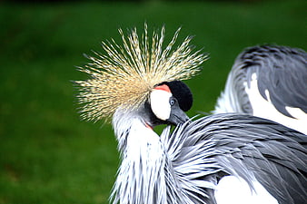 Close-up of Grey Crowned Crane with Golden Crest