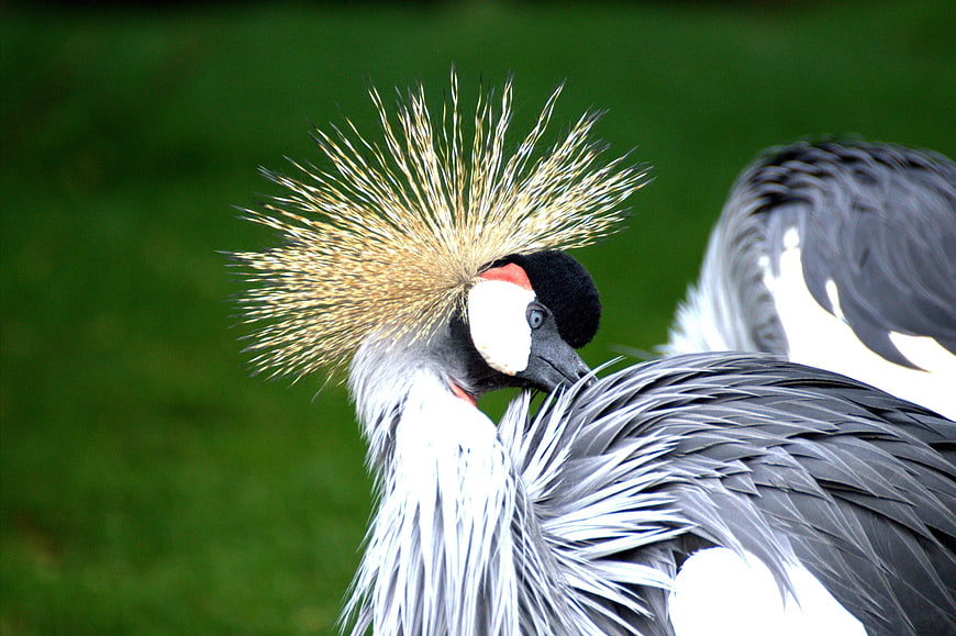Close-up of Grey Crowned Crane with Golden Crest
