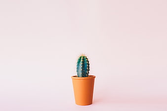 Small Cactus in Orange Pot on Pink Background