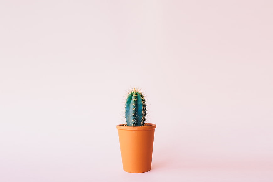 Small Cactus in Orange Pot on Pink Background