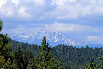 Snow-capped Mount Shasta rising above pine forest