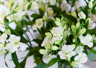 Close-up of white freesia flowers and green buds