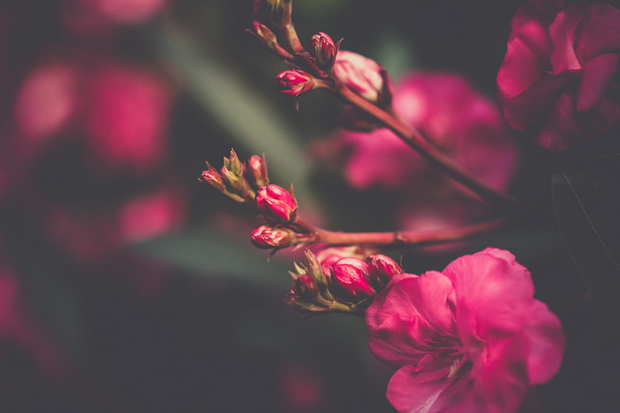 Close-up of vibrant pink oleander flowers and buds