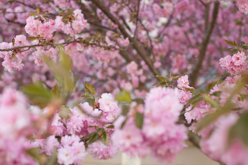 Soft Focus Pink Cherry Blossoms in Spring