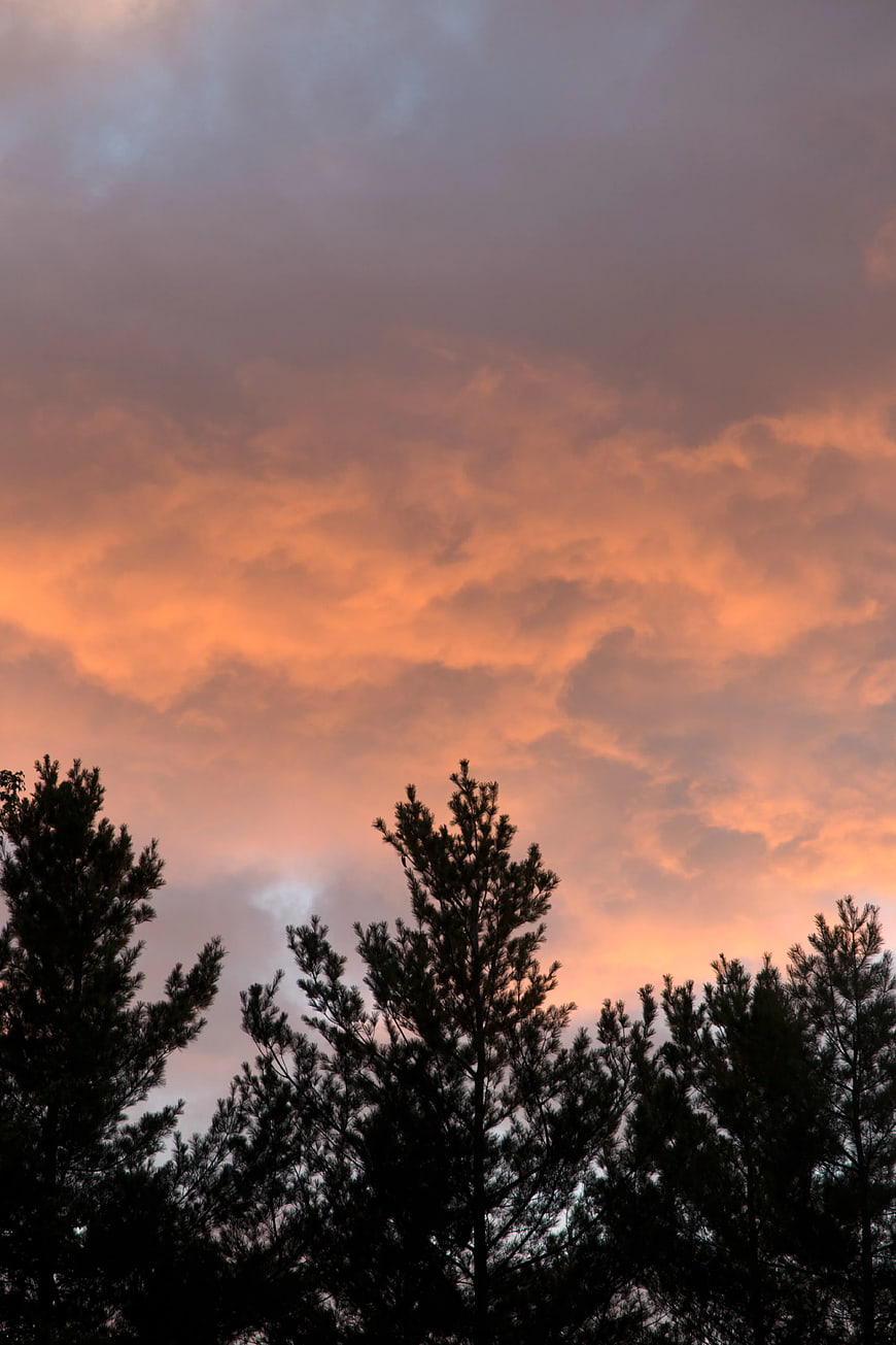 Silhouette of Pine Trees Against Vibrant Orange Sunset Sky