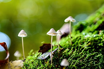 Tiny white mushrooms growing on vibrant green moss