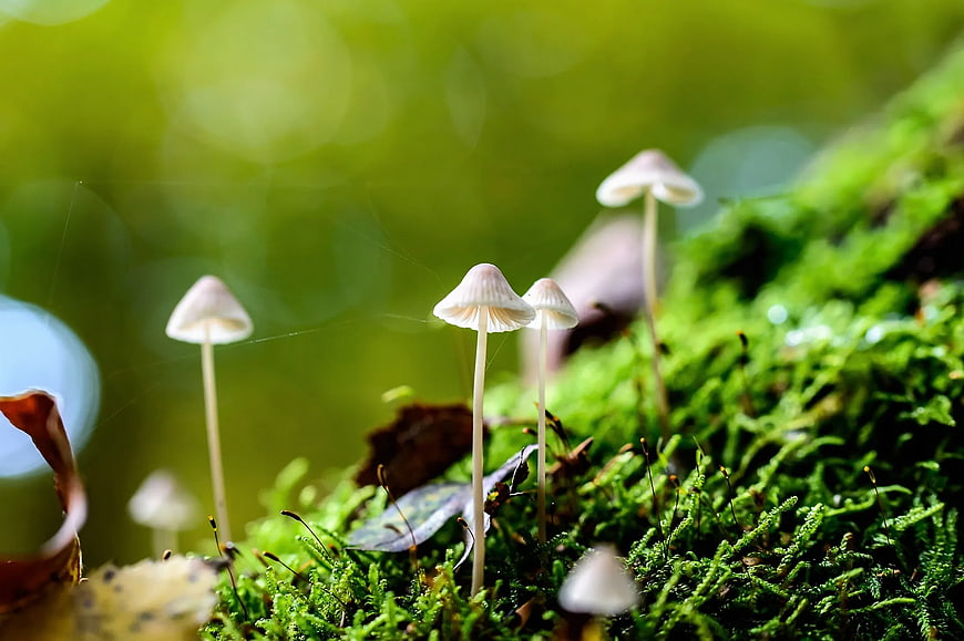 Tiny white mushrooms growing on vibrant green moss