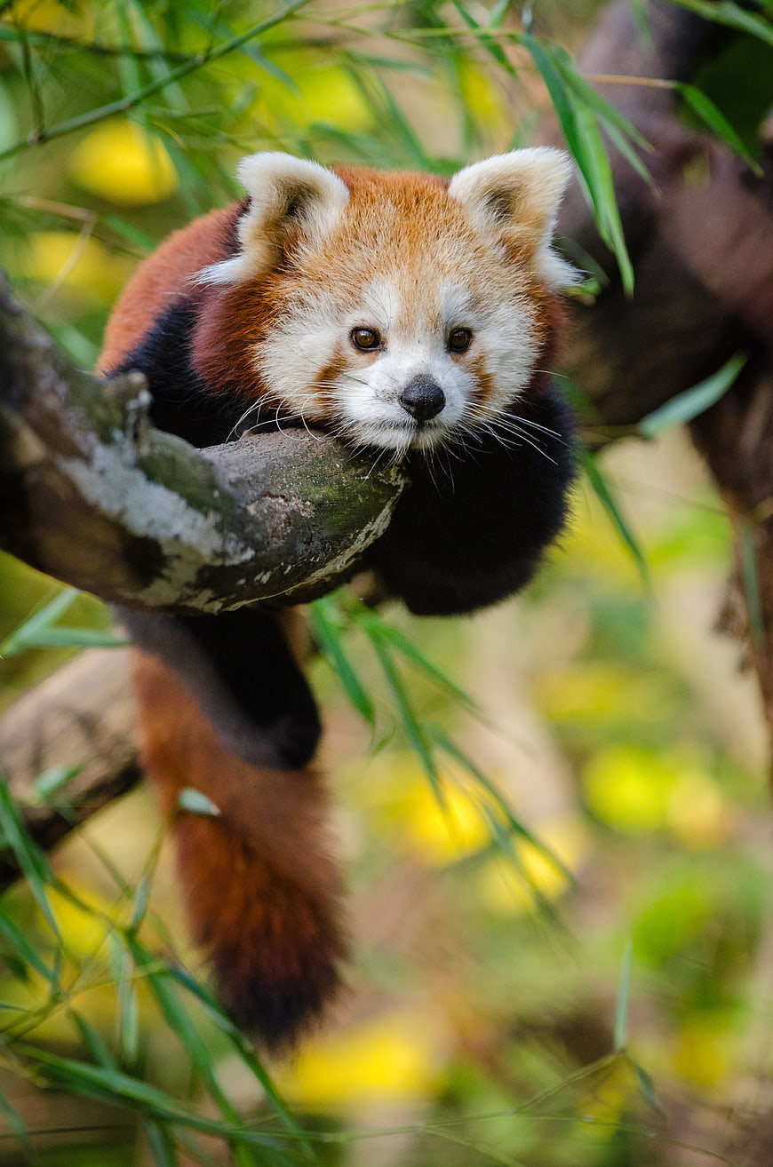 Cute Red Panda Resting on Tree Branch in Forest