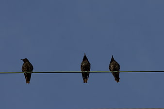 Three Starlings Perched on Wire Against Blue Sky