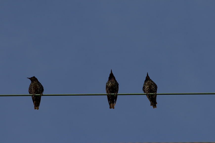 Three Starlings Perched on Wire Against Blue Sky