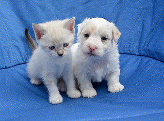 White kitten and puppy sitting together on blue polka dot fabric