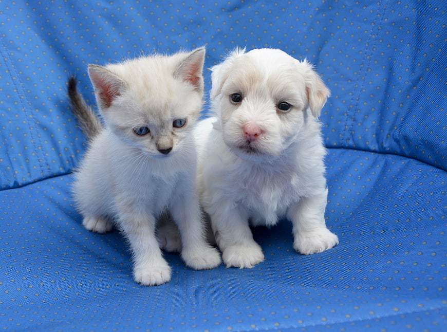 White kitten and puppy sitting together on blue polka dot fabric