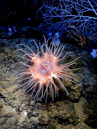 Pink Sea Anemone Underwater with Blue Gorgonian Coral