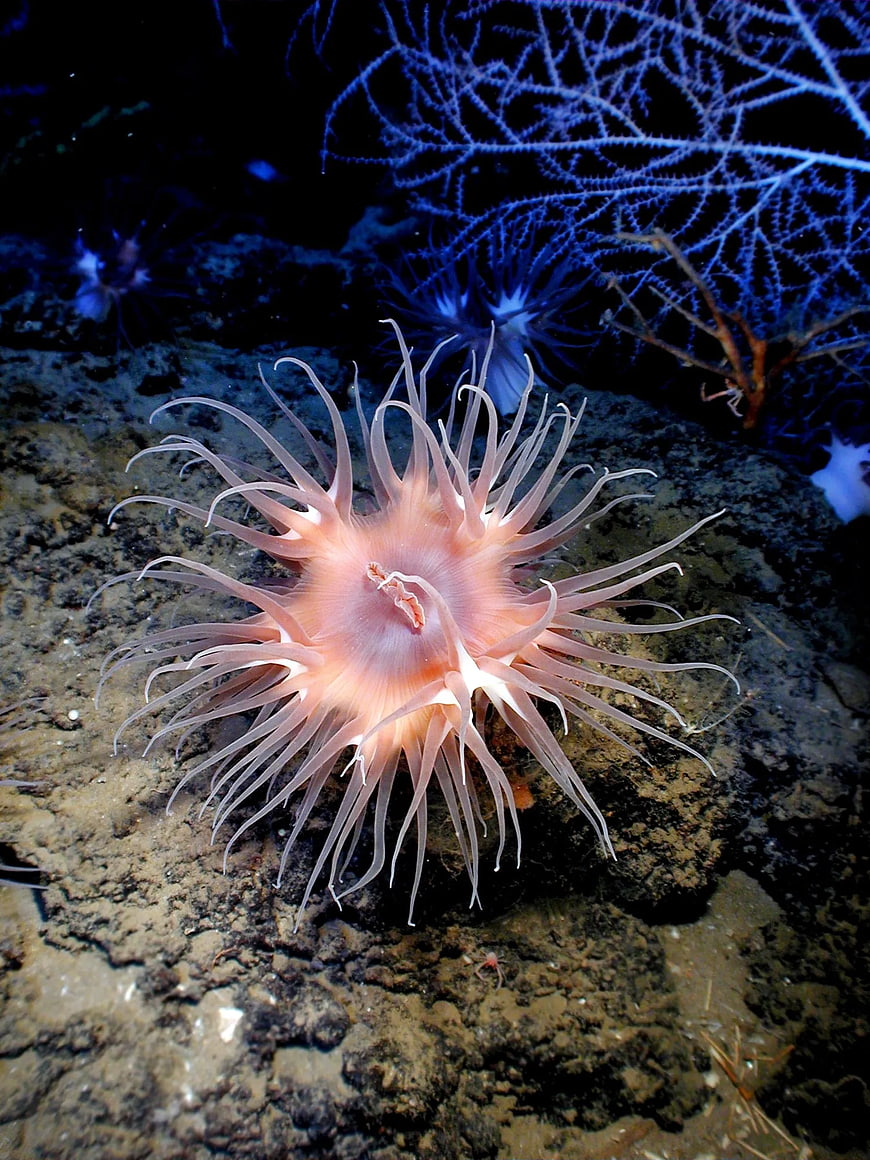 Pink Sea Anemone Underwater with Blue Gorgonian Coral