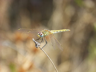 Yellow Dragonfly Perched on a Dried Plant Stem