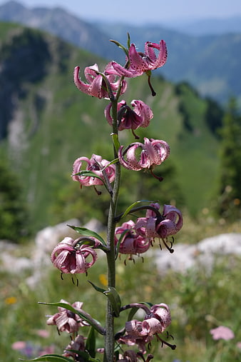 Pink Turk's Cap Lily in Mountain Meadow