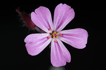 Close-up of purple five-petal flower on black background
