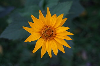 Close-up of a vibrant yellow wildflower against a blurred green background