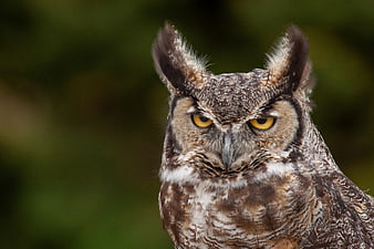 Close-up portrait of a Great Horned Owl with intense yellow eyes