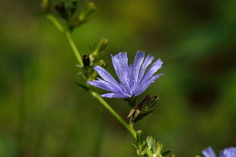 Close-up of a delicate purple chicory flower in a green field